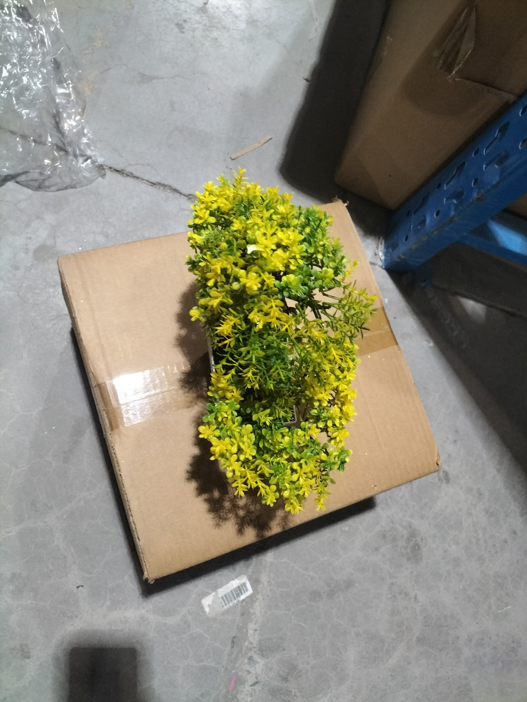 Mini Bonsai Potted Plant for a Calm, Cozy Room